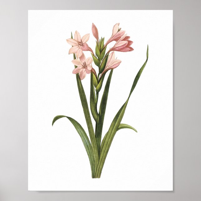 Póster gladiolus (Gladiolus laccatus) de Redouté (Frente)