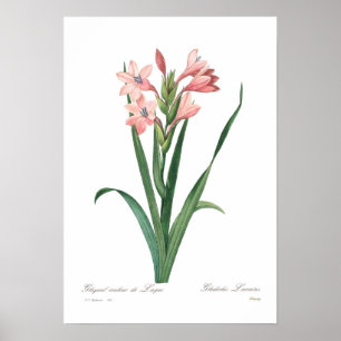 Póster Gladiolus laccatus