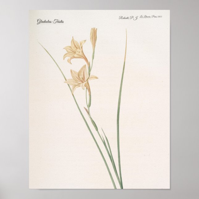 Póster Gladiolus Tristis (Frente)