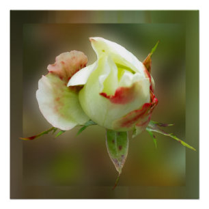 Póster glamour rosebud