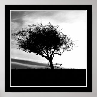 Póster Glastonbury Hawthorn. Árbol. Blanco y negro.