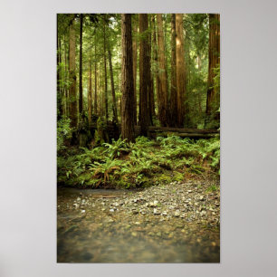 Póster Glen de bosque de secuoya