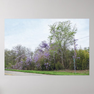 Póster Glicina floreciendo a lo largo de una carretera de