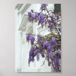 Póster Glicina, Iglesia antigua, Charleston, Carolina del