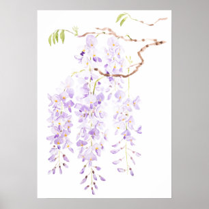 Póster glicinia en flor