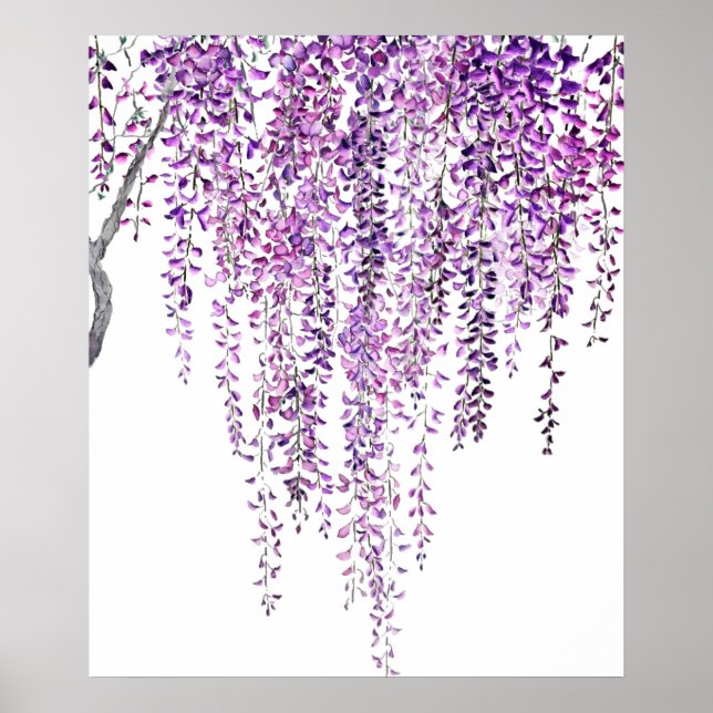 Póster glicinia morada en flor (Frente)