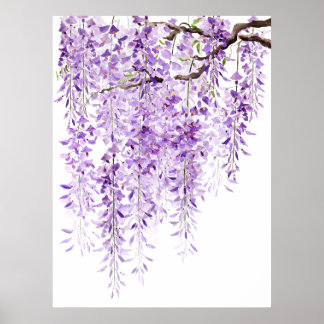 Póster glicinia morada pintada a mano en flor 2024