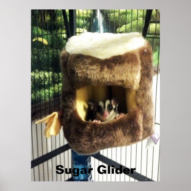Póster Glider azucarero en camión de árbol furtivo colgan (Frente)