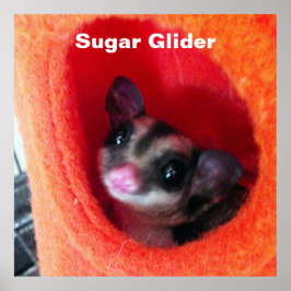 Póster Glider de azúcar en la cama colgada del Naranja