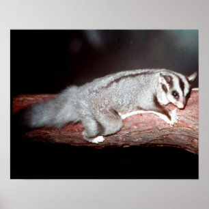 Póster Glider de azúcar - Petaurus breviceps