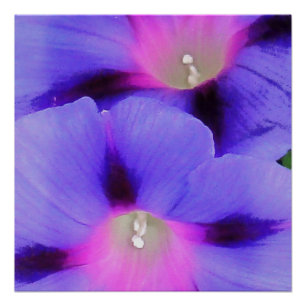 Póster Gloria artística morada morada y rosa