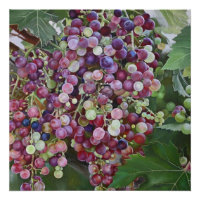 Gloria de Grapevine — Arte de viñedo hiperrealista