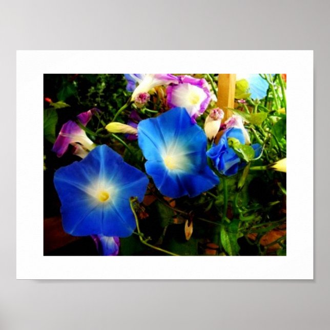 Póster Gloria de la Mañana (Frente)