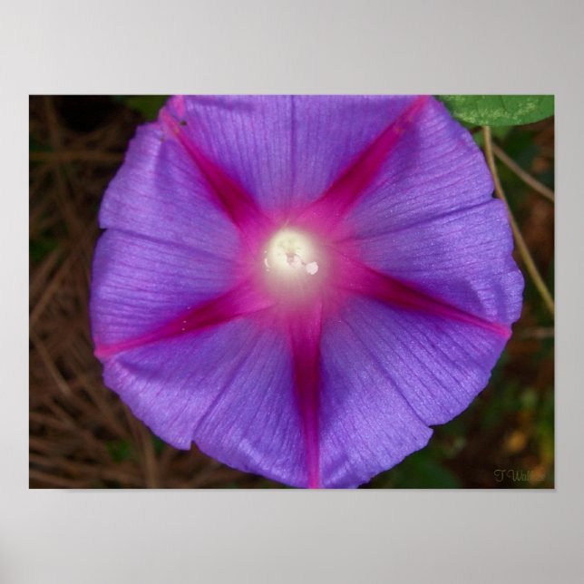 Póster Gloria de la Mañana (Frente)