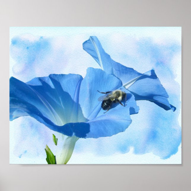 Póster Gloria de la Mañana Azul y Bumblebee (Frente)