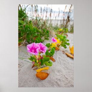 Póster Gloria de la Mañana de Playa (Ipomoea Stolonifera)