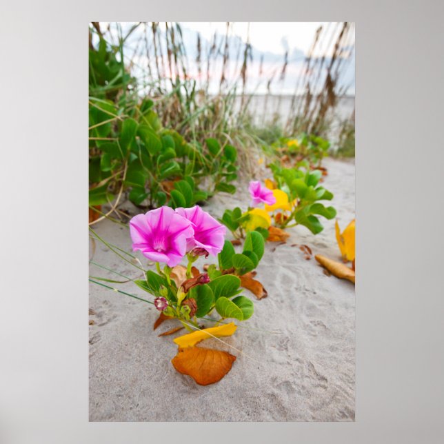 Póster Gloria de la Mañana de Playa (Ipomoea Stolonifera) (Frente)