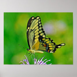 Póster Gloria de mariposa