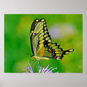 Póster Gloria de mariposa