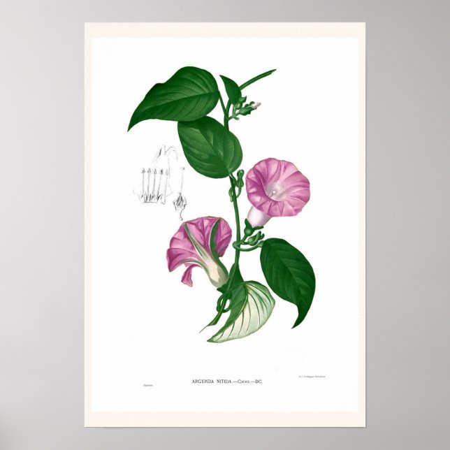 Póster Gloria matutina (Argyreia sp.) (Frente)