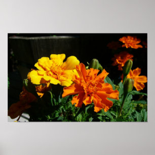 Póster gloria matutina de marigold