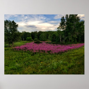Póster Glories of Maine