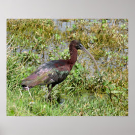Póster Glossy Ibis