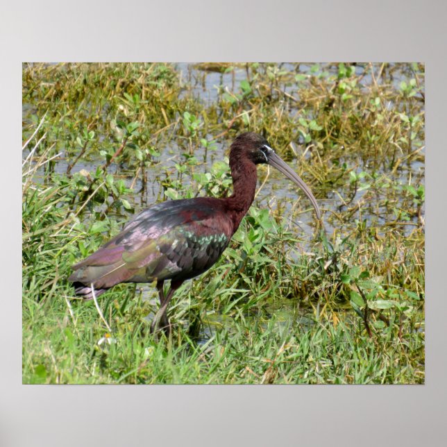 Póster Glossy Ibis (Frente)
