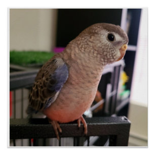 Poster Glossy Parakeet de Bourkes