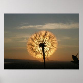 Póster Glowing Dandelion