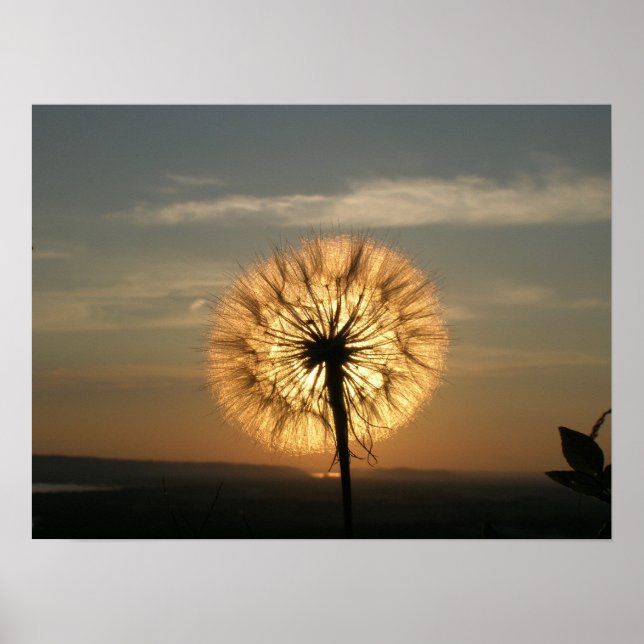 Póster Glowing Dandelion (Frente)