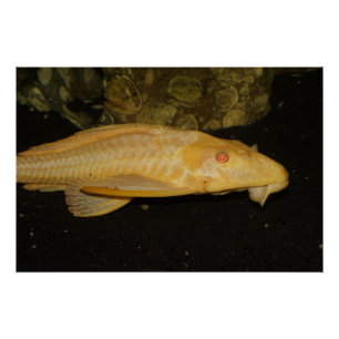 Póster Glyptoperichthys gibbiceps