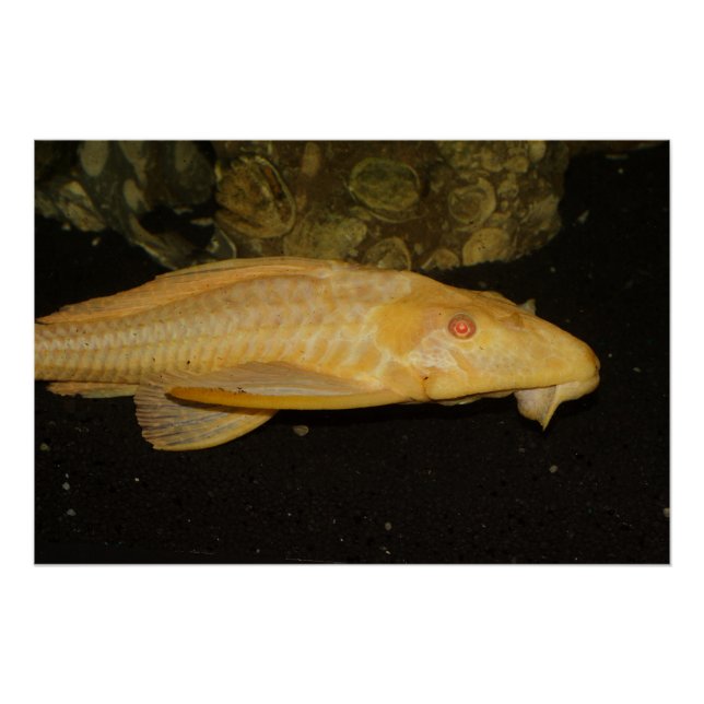 Póster Glyptoperichthys gibbiceps (Anverso)