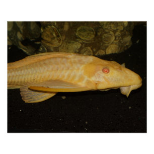 Póster Glyptoperichthys gibbiceps