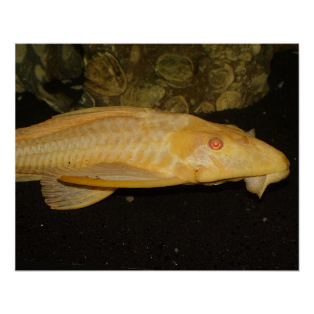Póster Glyptoperichthys gibbiceps (Anverso)