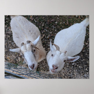 Póster Goat Bros