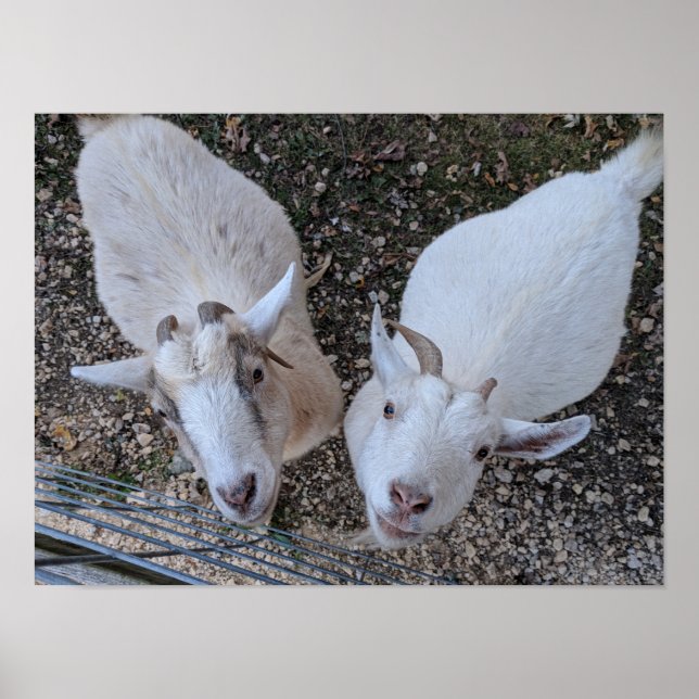 Póster Goat Bros (Frente)