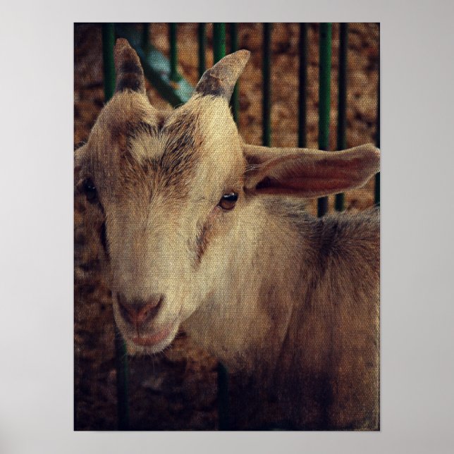 Póster Goat Kid en la feria del condado (Frente)