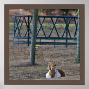 Póster Goat Photo