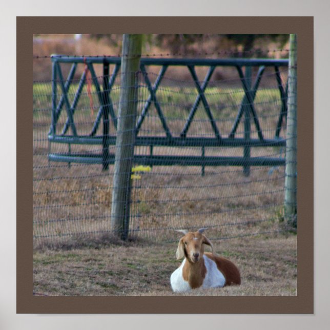 Póster Goat Photo (Frente)