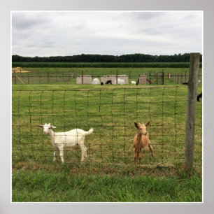Póster Goats on a Farm
