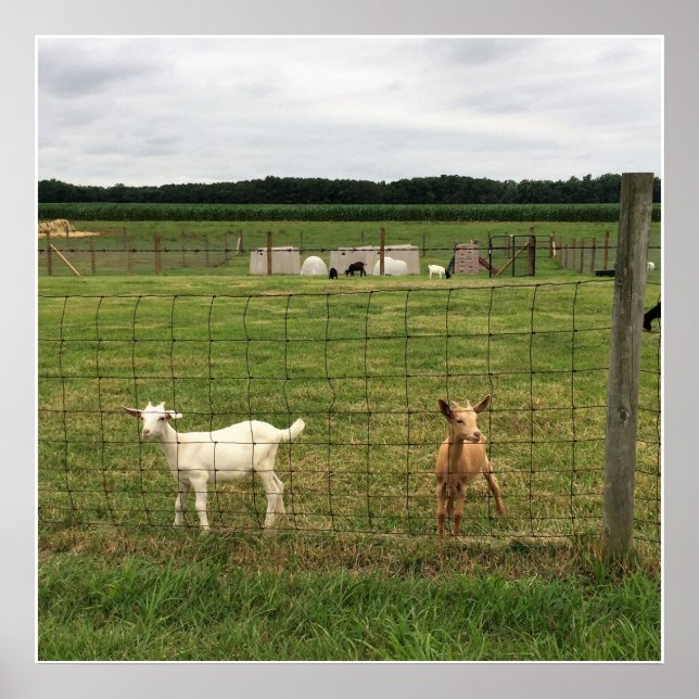 Póster Goats on a Farm (Frente)