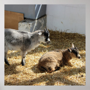 Póster Goats Sunbathing