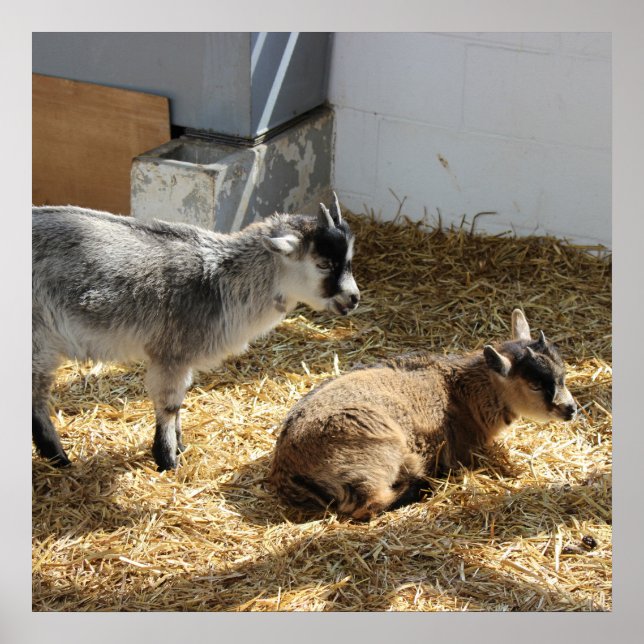 Póster Goats Sunbathing (Frente)