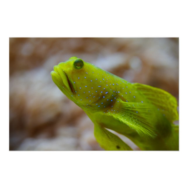 Póster Gobio amarillo (Anverso)