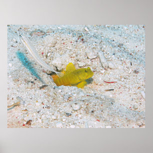 Póster Gobio camaronero amarillo