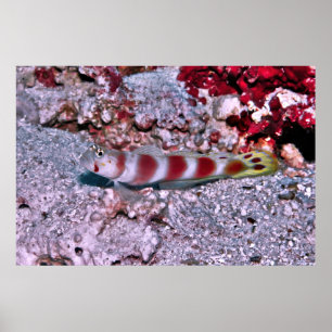 Póster Goby