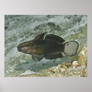Póster Goby