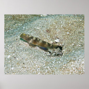 Póster Goby de camarón
