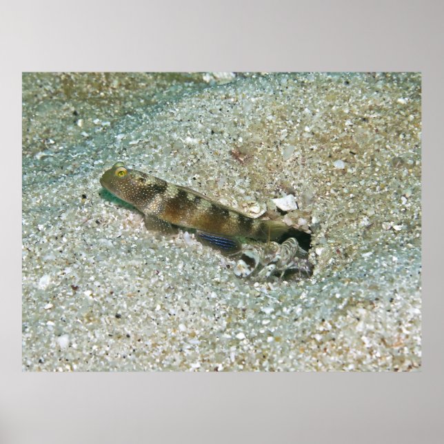 Póster Goby de camarón (Frente)